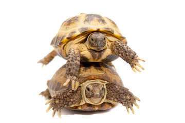Fototapeta premium Pair of Russian Tortoises or Central Asian tortoises