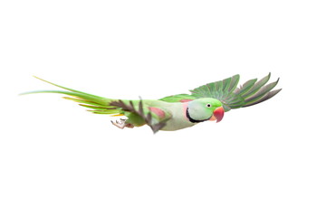 Naklejka premium Flying big green ringed or Alexandrine parakeet