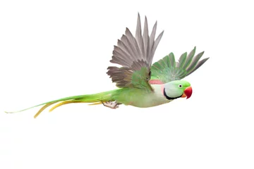 Photo sur Plexiglas Perroquet Grande perruche annelée verte ou alexandrine volante