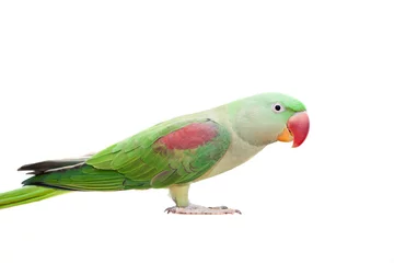 Foto op Canvas Big green ringed or Alexandrine parakeet © Farinoza