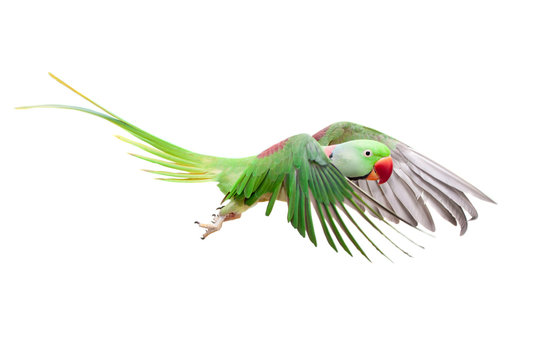 Flying big green ringed or Alexandrine parakeet