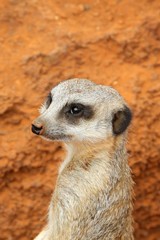Fototapeta premium Cute meercat suricate on guard