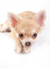 beautiful chihuahua puppy lying over white background