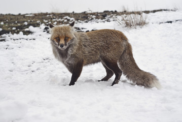 Obraz premium Red fox in the snow
