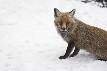 Red fox in the snow