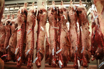 Several cattle carcass hung in a refrigerator