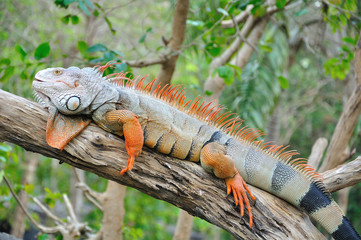 Closeup of Iguana © tigger11th