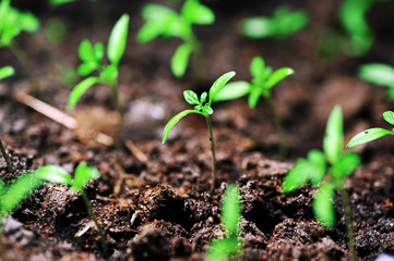 sprout of tomato