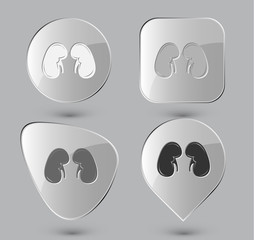 Kidneys. Glass buttons. Vector illustration.