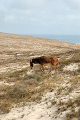 Cabo Santa Maria &ndash; Cap-Vert