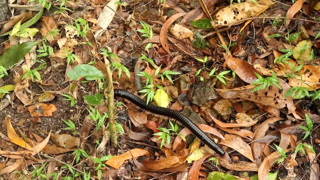 scolopendra