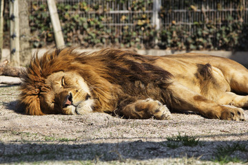 Naklejka premium Leone a riposo
