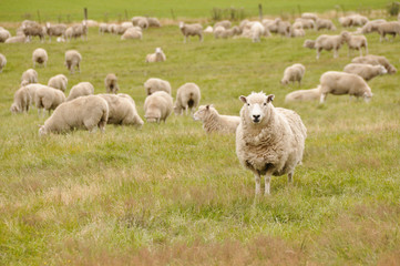 Fototapeta premium Sheep in New Zealand