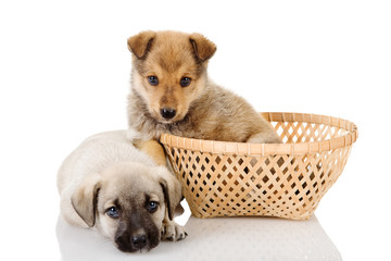 Cute Puppies Together. isolated on white