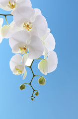 White orchid on blue sky