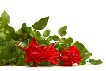 Bouquet of red roze on white background. © Pta Pta