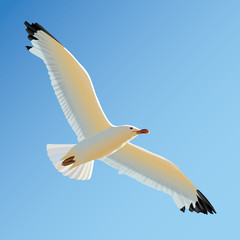 White seagull soaring in blue sky