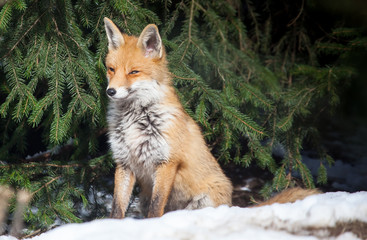 sitting red fox in winter