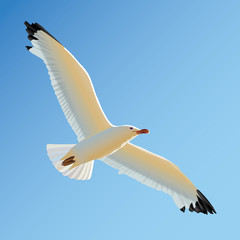 Fototapeta premium White seagull soaring in blue sky