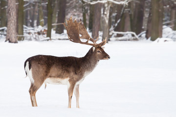 male fallow deer in winter