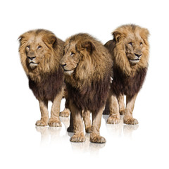 Group Of Wild Lions © Krakenimages.com