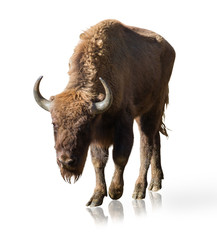 Portrait Of Bison