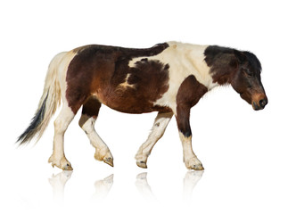 Portrait Of Horse