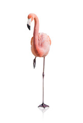 Portrait Of Flamingo