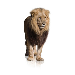 Portrait Of Wild Lion