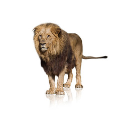 Portrait Of Wild Lion