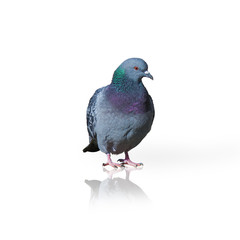 Portrait Of Grey Pigeon