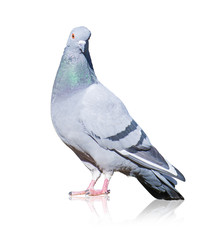Portrait Of Grey Pigeon