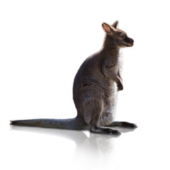 Portrait Of Kangaroo