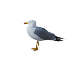 Portrait Of Seagull