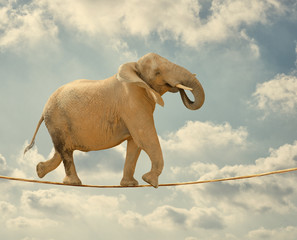 Fototapeta na wymiar Elephant Walking On Rope