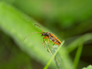 Brown bug on a green leaf