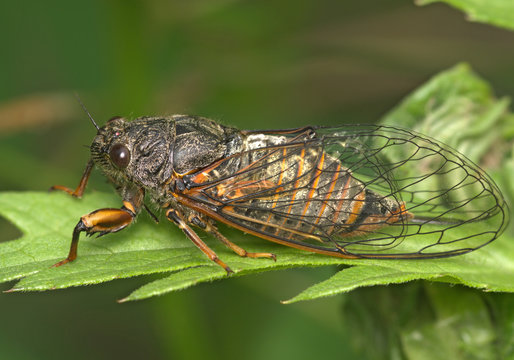 Insect A Cicada