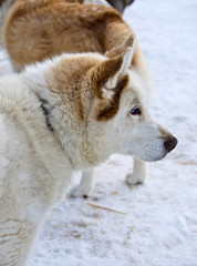 Husky, chien de traîneau