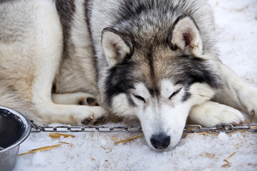 Husky, chien de traîneau enchaîné