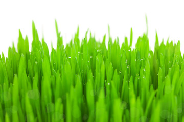 Obraz na płótnie Canvas Fresh green wheat grass with drops and bokeh / isolated