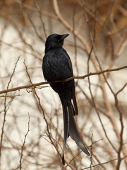 black drongo