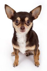 Obraz premium chihuahua