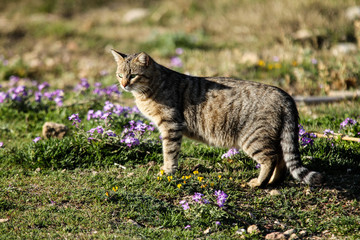 Katzenfrühling