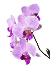 Light purple orchid isolated on white