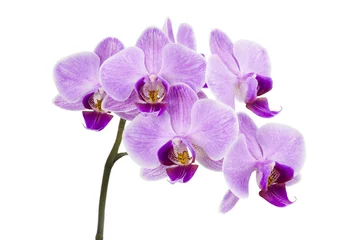 Crédence de cuisine en plexiglas Orchidée Orchidée violet clair isolé sur blanc