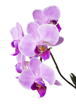 Fototapeta Light purple orchid isolated on white