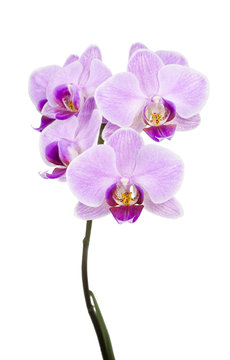 Fototapeta Light purple orchid isolated on white