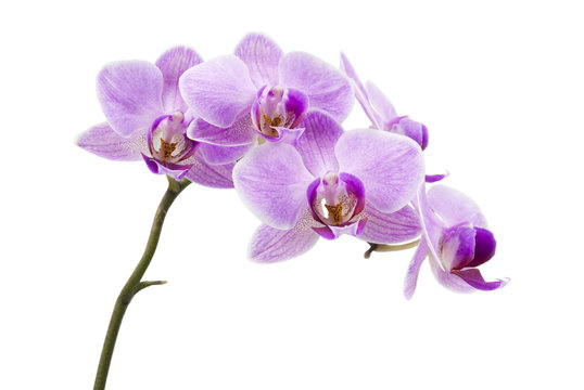 Fototapeta Light purple orchid isolated on white