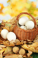 Easter eggs in wicker basket hidden in leaves