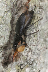 Agonum ground beetle with prey, macro phot